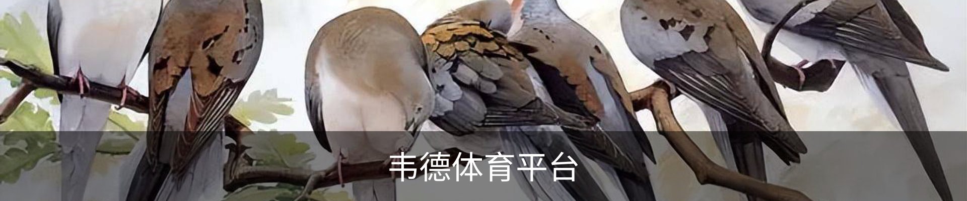 伟德体育bevictor-韦德官方网站 - 伟德体育-韦德体育